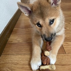 柴犬プラス雑種2ヶ月です
