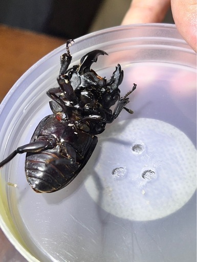 北海道産オオクワガタ　モザイク個体　　