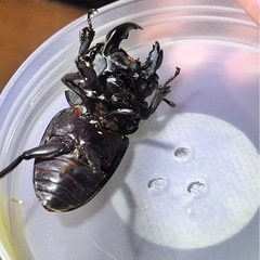 北海道産オオクワガタ　モザイク個体　　の画像
