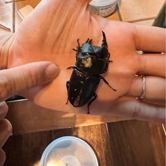 北海道産オオクワガタ　モザイク個体　　の画像