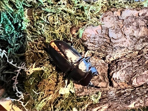 北海道産オオクワガタ　モザイク個体