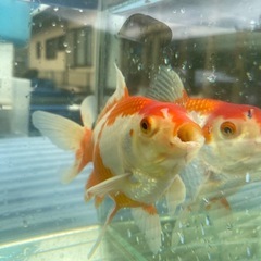 【金魚】色柄が綺麗なジャンボ獅子頭！追い星ありの画像