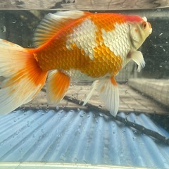 【金魚】色柄が綺麗なジャンボ獅子頭！追い星ありの画像