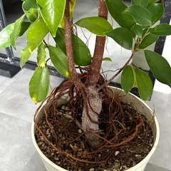 大型　ガジュマル　大きなガジュマル　観葉植物 植木 庭木の画像