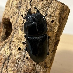 国産オオクワガタの画像
