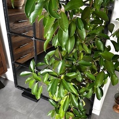 大型　ガジュマル　大きなガジュマル　観葉植物 植木 庭木の画像
