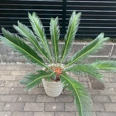 ソテツ 観葉植物 インテリアの画像