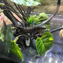 オキナワシリケンイモリ1匹の画像