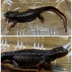 アマミシリケンイモリ1匹の画像