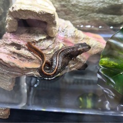 アマミシリケンイモリ1匹の画像