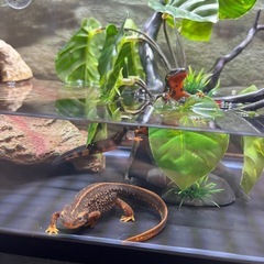 アマミシリケンイモリ1匹の画像