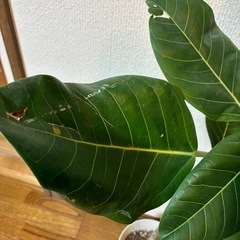 観葉植物・フィカス ・アルティシマの画像