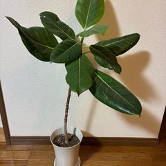 観葉植物・フィカス ・アルティシマの画像