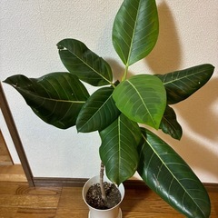観葉植物・フィカス ・アルティシマの画像
