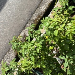 バラ2種お譲りしますの画像