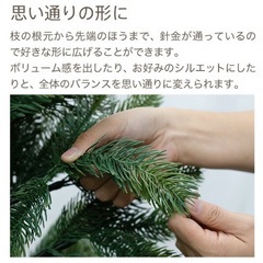 ドイツトウヒ　クリスマスツリー 150cmの画像