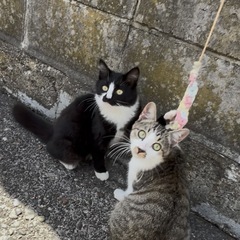 近所にいる猫です　（ハチワレの方相談中です）