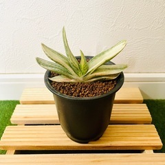 ガステリア　美鈴の富士　観葉植物　多肉植物　鉢植え　そのまま飾れるの画像