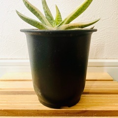 ガステリア　美鈴の富士　観葉植物　多肉植物　鉢植え　そのまま飾れるの画像