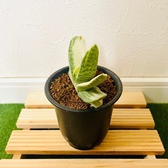 ガステリア　美鈴の富士　観葉植物　多肉植物　鉢植え　そのまま飾れるの画像