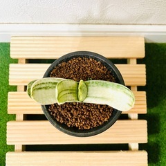 ガステリア　美鈴の富士　観葉植物　多肉植物　鉢植え　そのまま飾れるの画像
