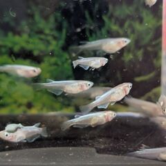貴重 羅漢幹之メダカ！(らかんみゆき)10匹(保証2匹)12匹メダカの画像