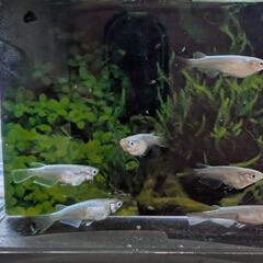 貴重 羅漢幹之メダカ！(らかんみゆき)10匹(保証2匹)12匹メダカの画像