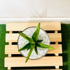 【希少】サンスベリア　シルバークラウン　観葉植物　ハイドロカルチャー【Ａ】の画像