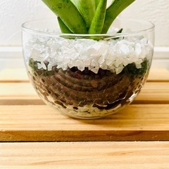 【希少】サンスベリア　シルバークラウン　観葉植物　ハイドロカルチャー【Ａ】の画像