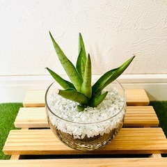 【希少】サンスベリア　シルバークラウン　観葉植物　ハイドロカルチャー【Ａ】の画像