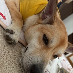 雑種 中型犬