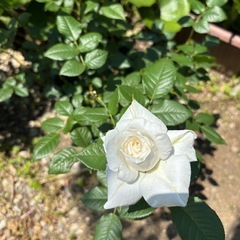 バラ2種お譲りしますの画像