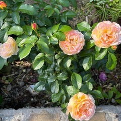 バラ2種お譲りしますの画像