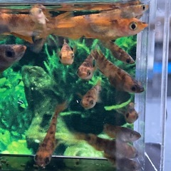 パレット様★メダカ★赤虎
の画像