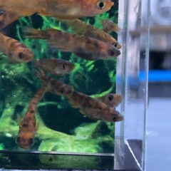 パレット様★メダカ★赤虎
の画像