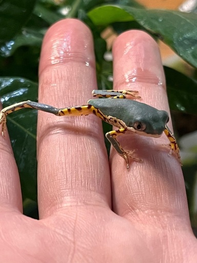 テヅカミネコメガエルCB1匹