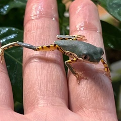 テヅカミネコメガエルCB1匹の画像
