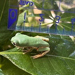 テヅカミネコメガエルCB1匹の画像