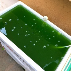 🟩青水超濃度メダカ飼育にGREEN WATER2,000ml+限定9月23迄350ml+計.２３５０mlの画像