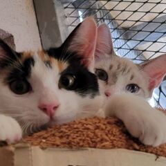 遊んで楽しい子猫の里親募集