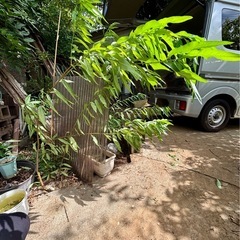 実生　枝垂れ花桃苗　2年生の画像