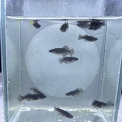 メダカと飼育用品の画像
