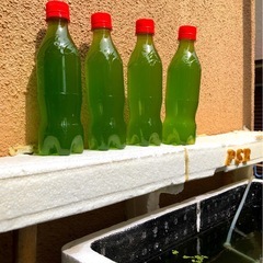 🟩青水超濃度メダカ飼育にGREEN WATER2,000ml+限定9月23迄350ml+計.２３５０mlの画像