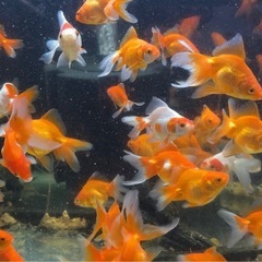 2歳 琉金 金魚の画像