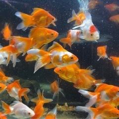 2歳 琉金 金魚の画像