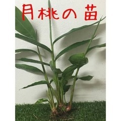 月桃の苗の画像