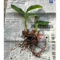 月桃の苗の画像