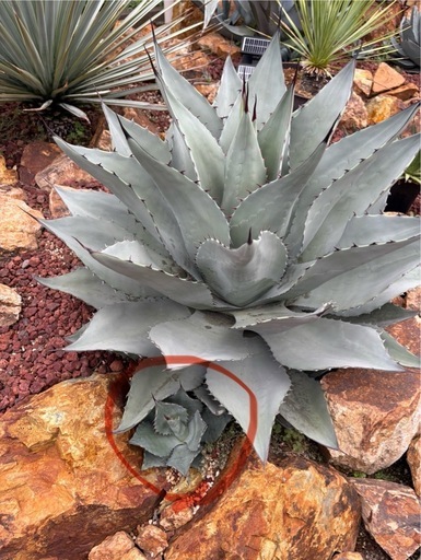 アガベ　セット