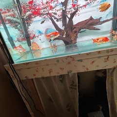 らんちゅうの画像