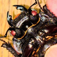 ◆国産オオクワガタ　華王血統「KING OF KINGS❶
」　レッドアイ　赤眼◆の画像